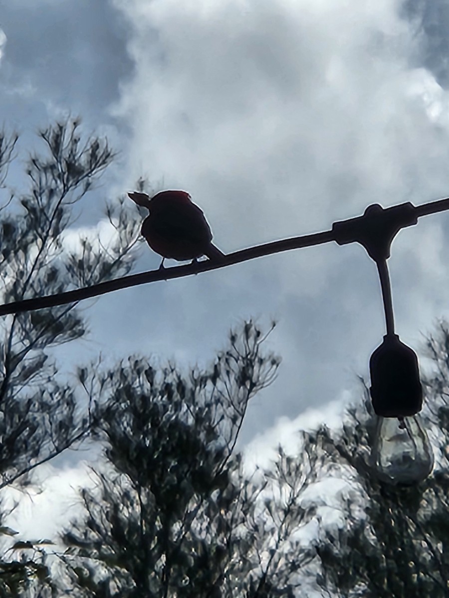 Vermilion Flycatcher - ML636958654