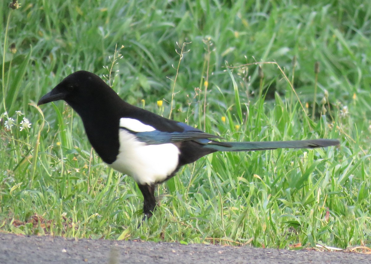 Eurasian Magpie - ML636958804