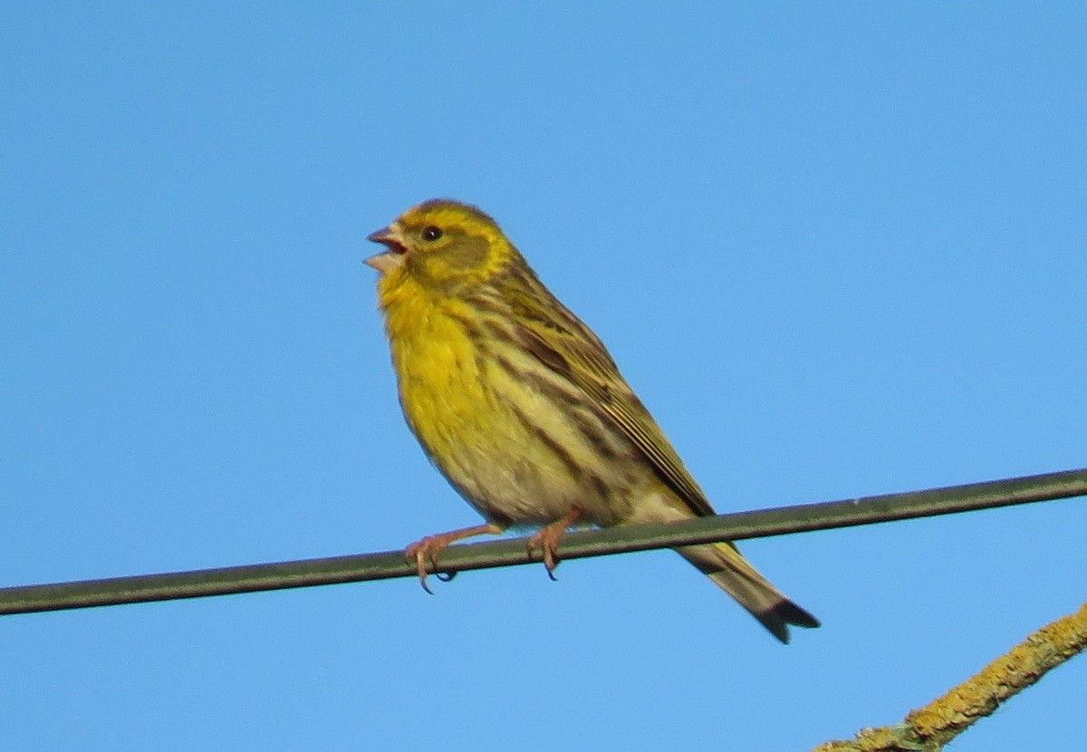European Serin - ML636958849