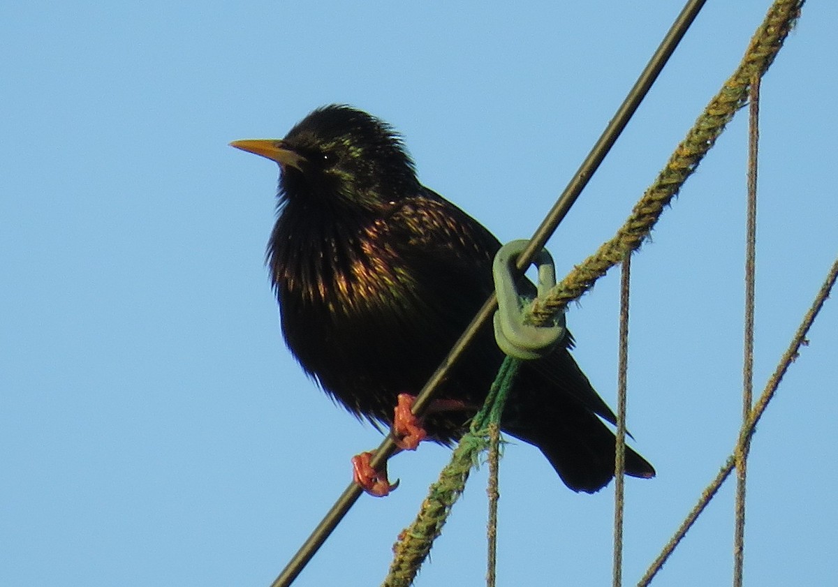 European Starling - ML636958861