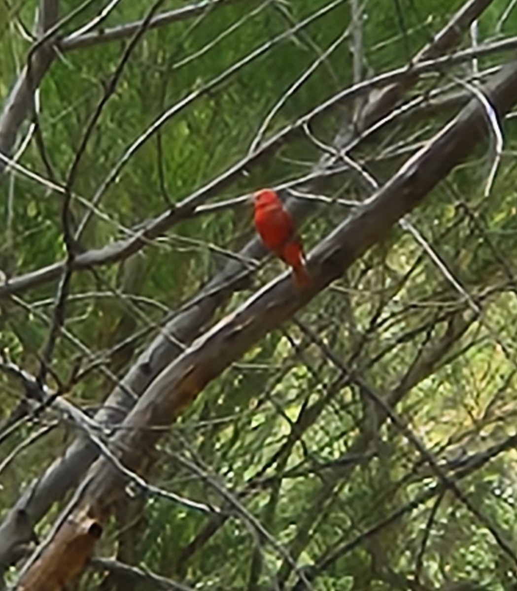 Summer Tanager - ML636958976