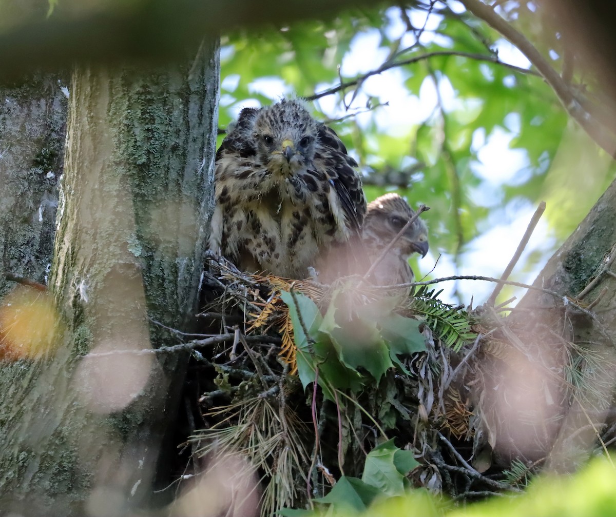 Red-shouldered Hawk - ML636958978