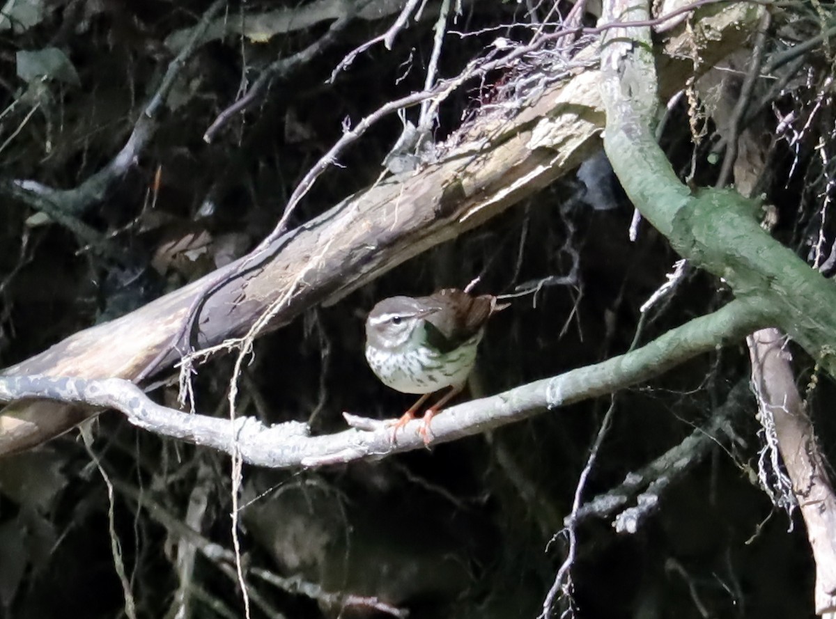 Louisiana Waterthrush - ML636959021