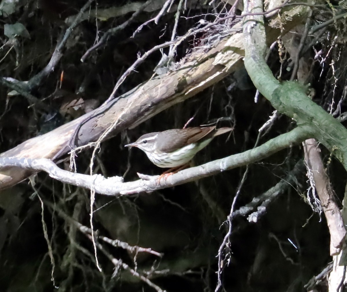 Louisiana Waterthrush - ML636959023