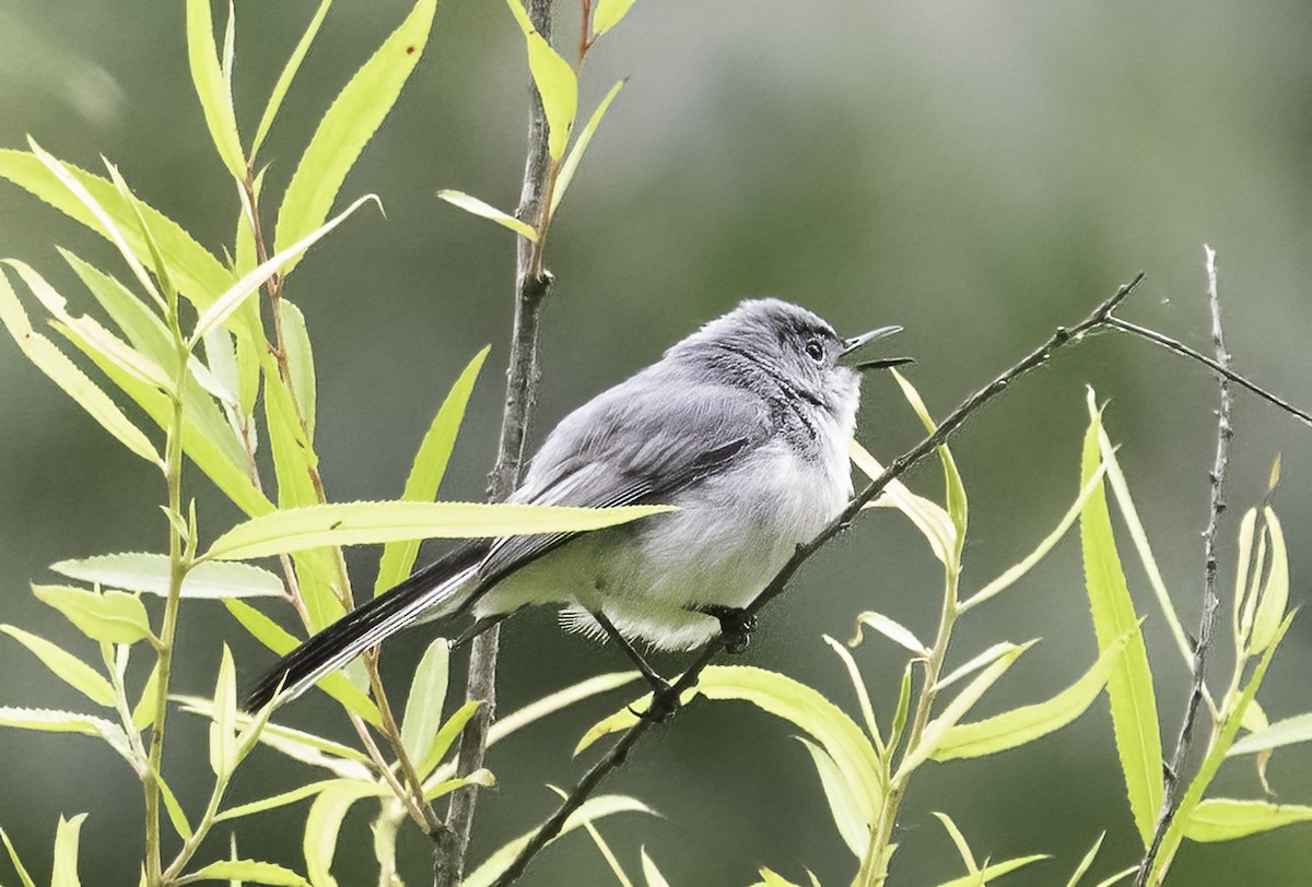 Blue-gray Gnatcatcher - ML636959034