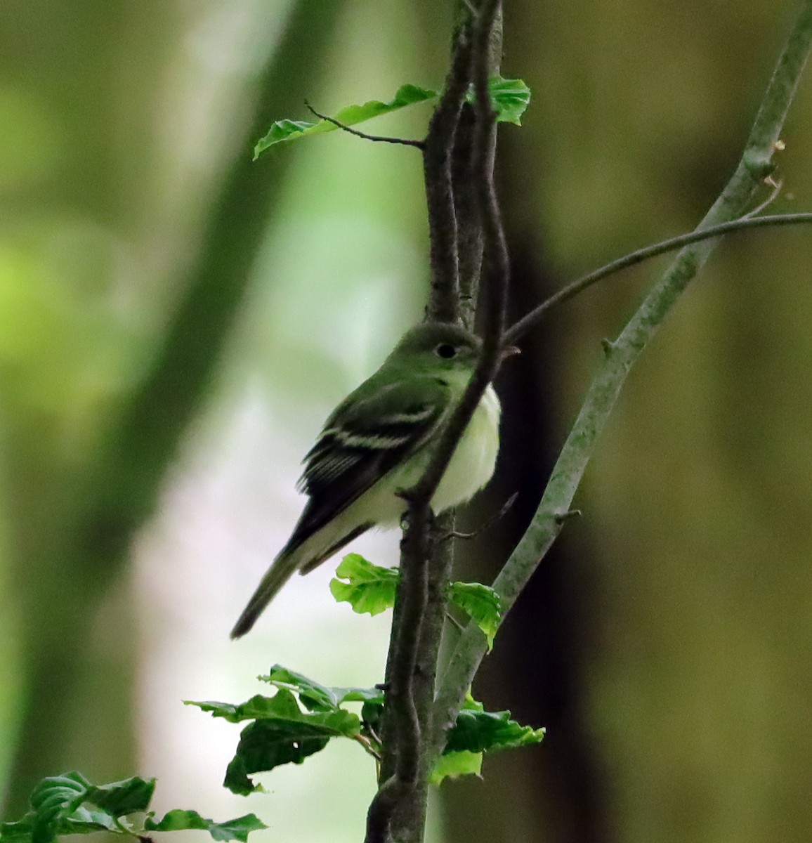 Acadian Flycatcher - ML636959037