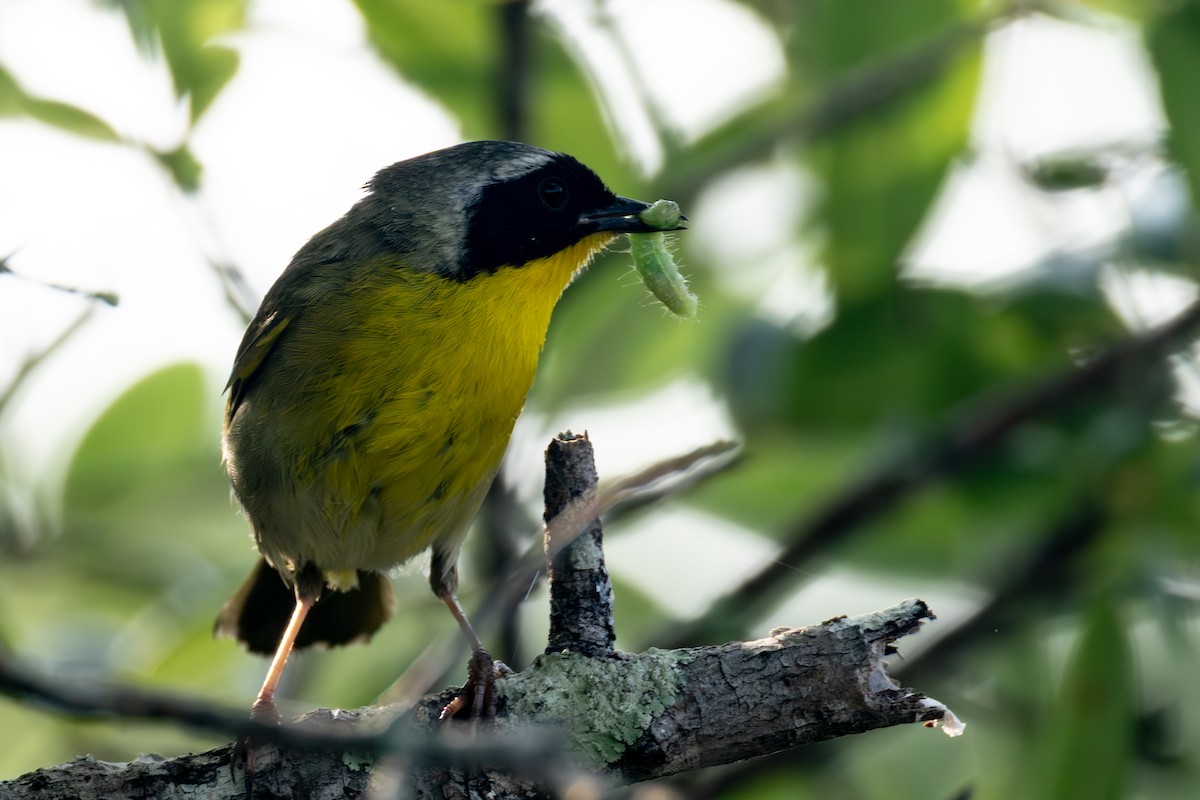 Common Yellowthroat - ML636959062