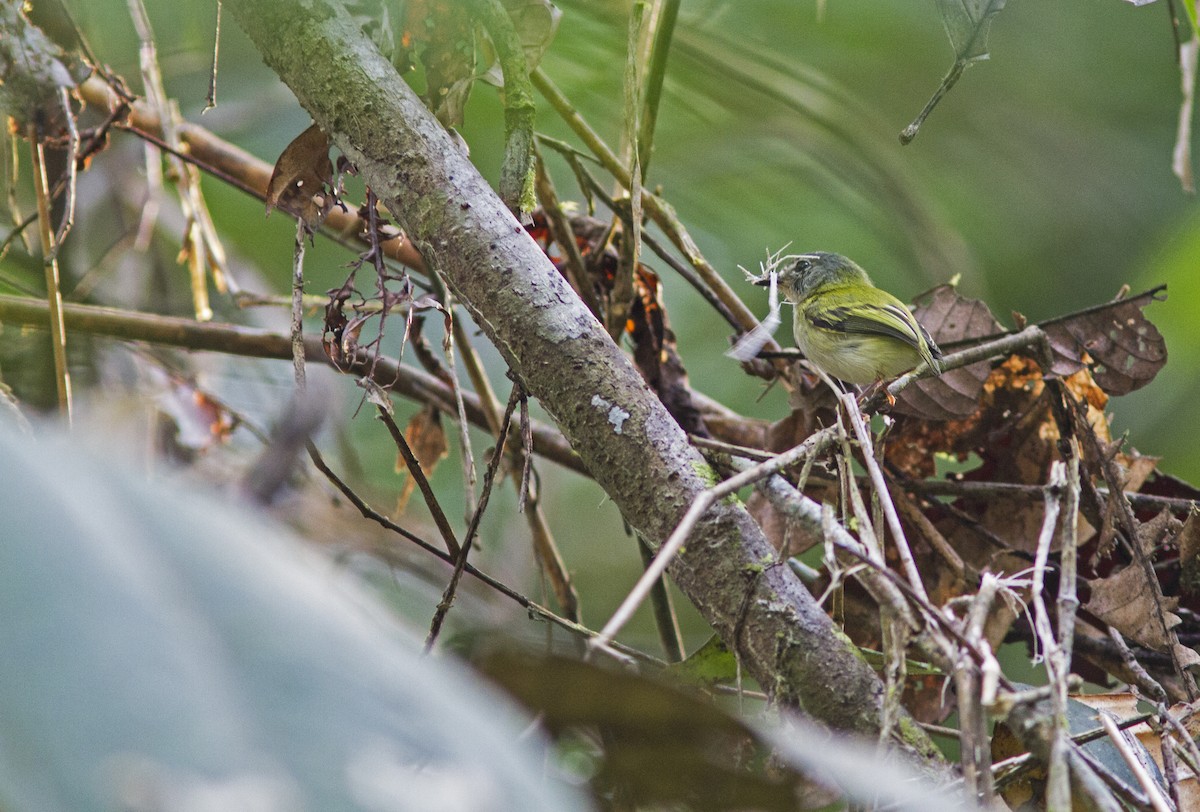 Short-tailed Pygmy-Tyrant - ML636959173