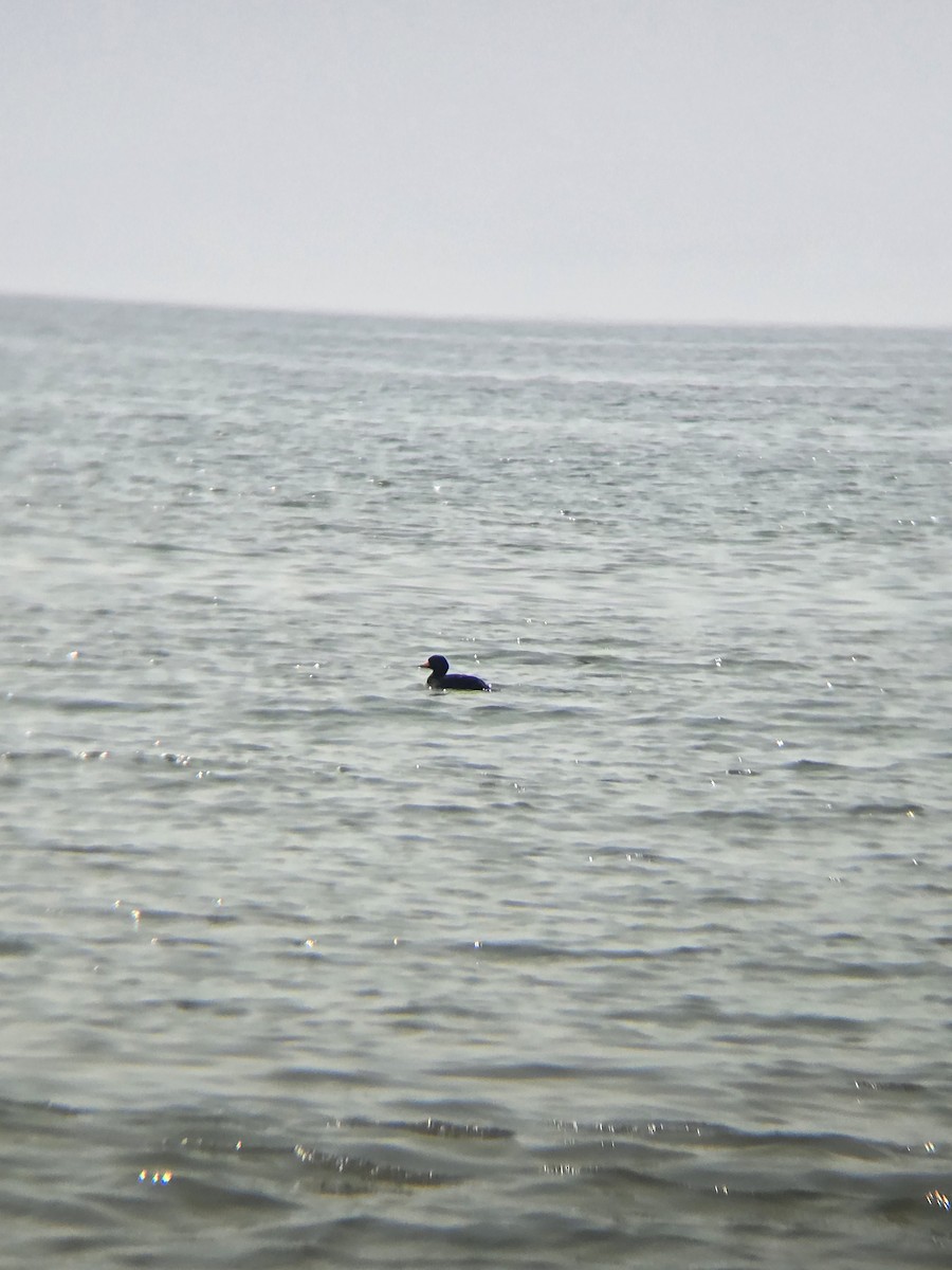 Black Scoter - ML636959223