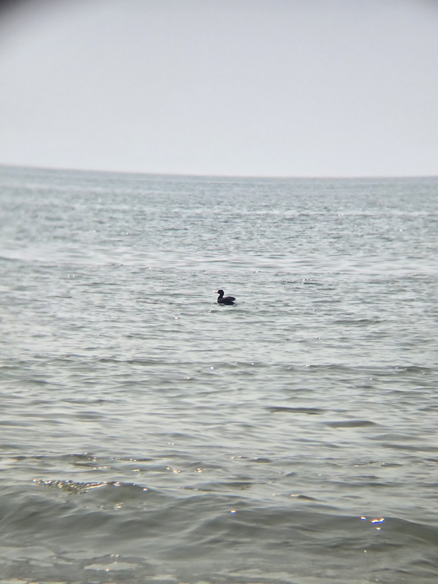Black Scoter - ML636959229