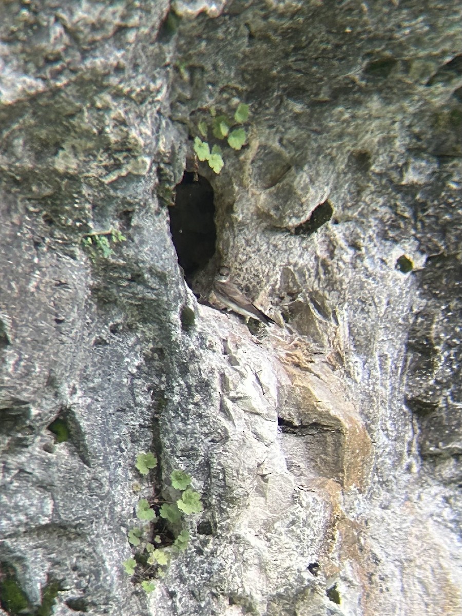 Hirondelle à ailes hérissées - ML636959243