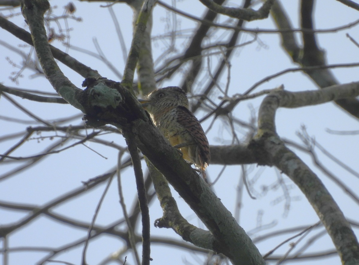 Barred Puffbird - ML636959329