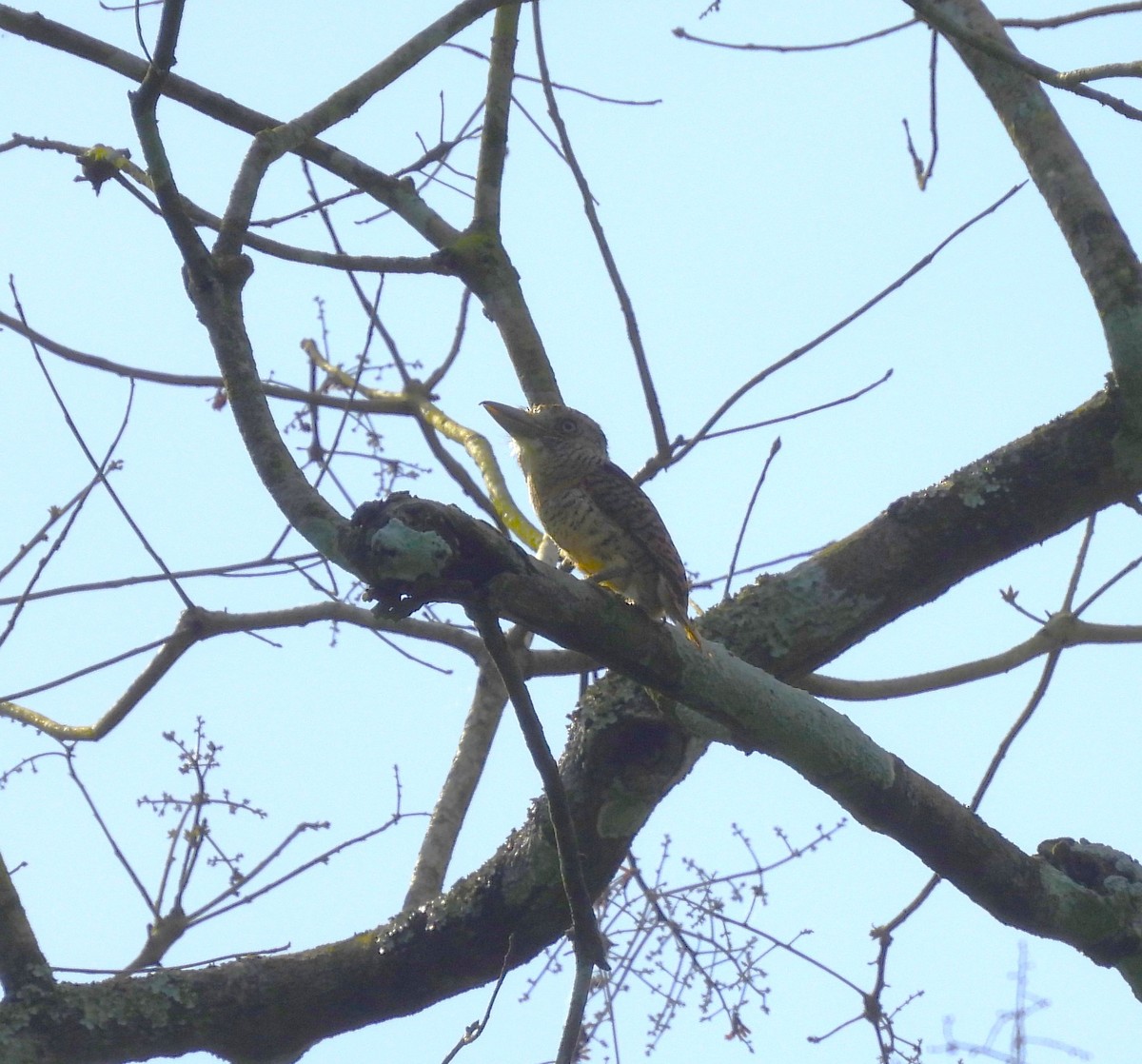 Barred Puffbird - ML636959356