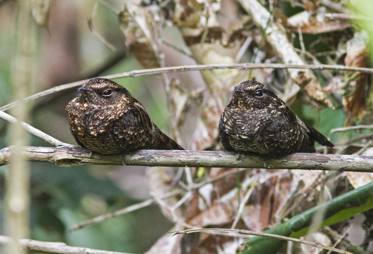 Blackish Nightjar - ML636959604