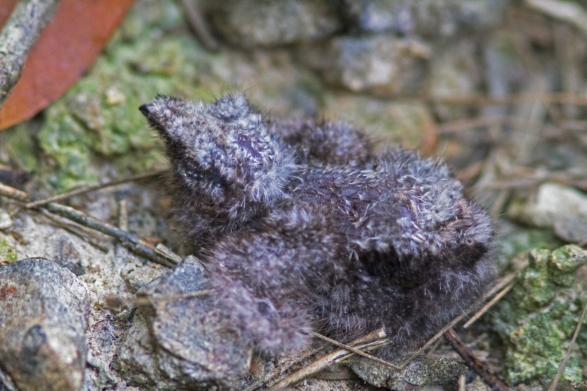 Blackish Nightjar - ML636959605
