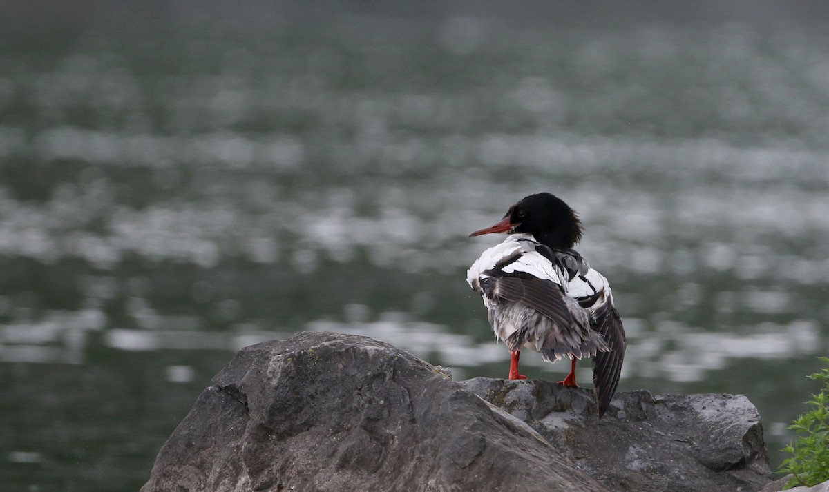 Common Merganser (North American) - Jay McGowan