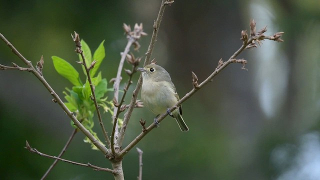 Hutton's Vireo - ML636959675