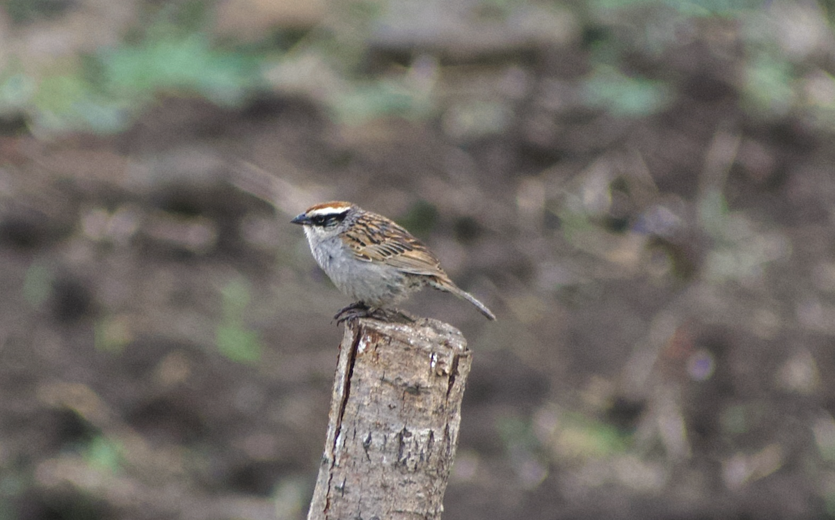 Striped Sparrow - ML636959771