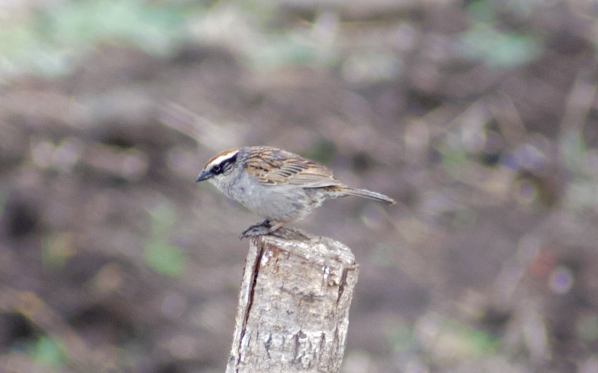 Striped Sparrow - ML636959772