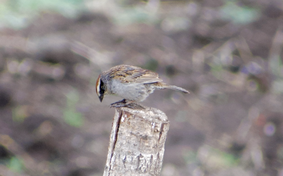 Striped Sparrow - ML636959773