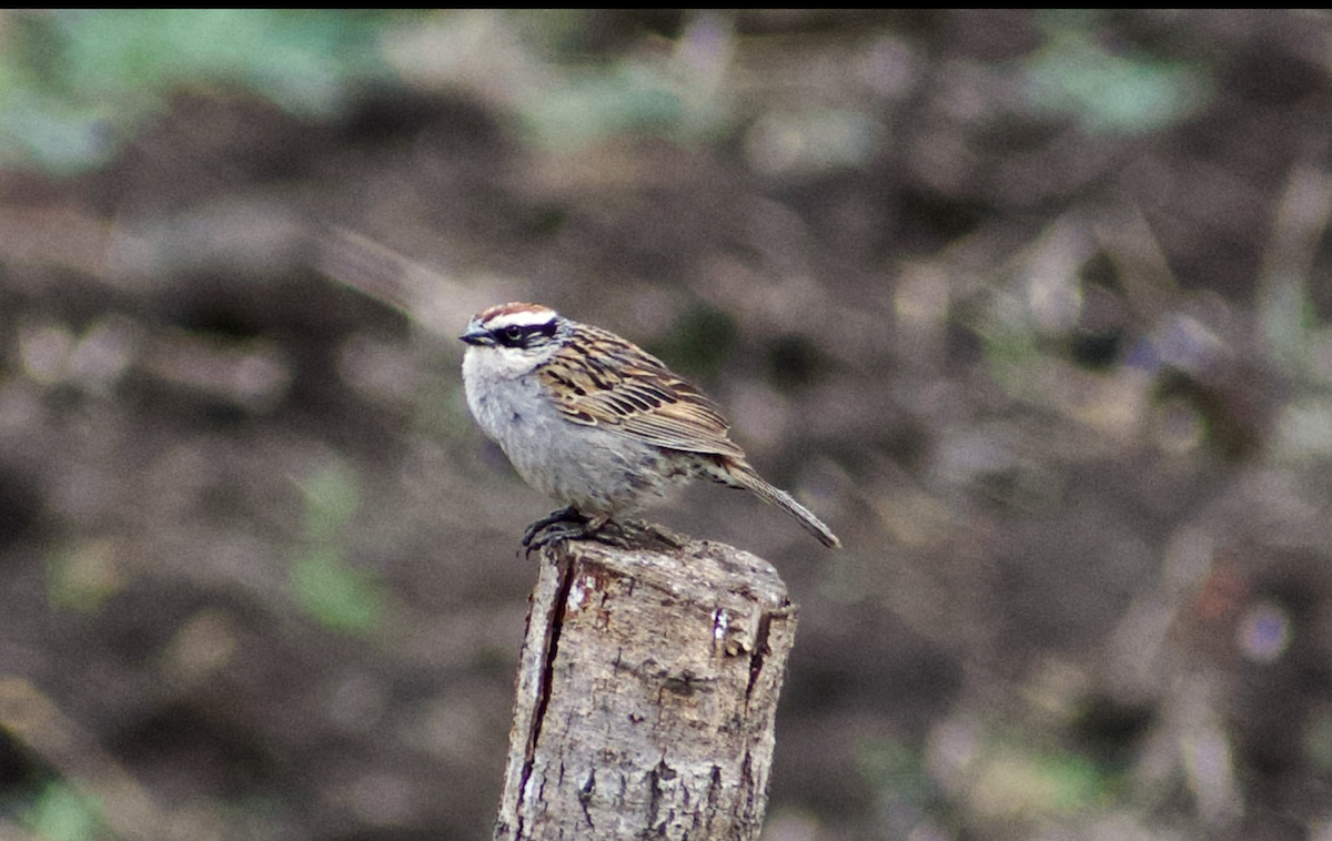 Striped Sparrow - ML636959774
