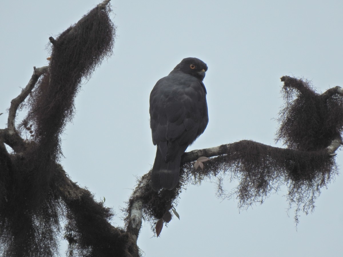White-rumped Hawk - ML636959861