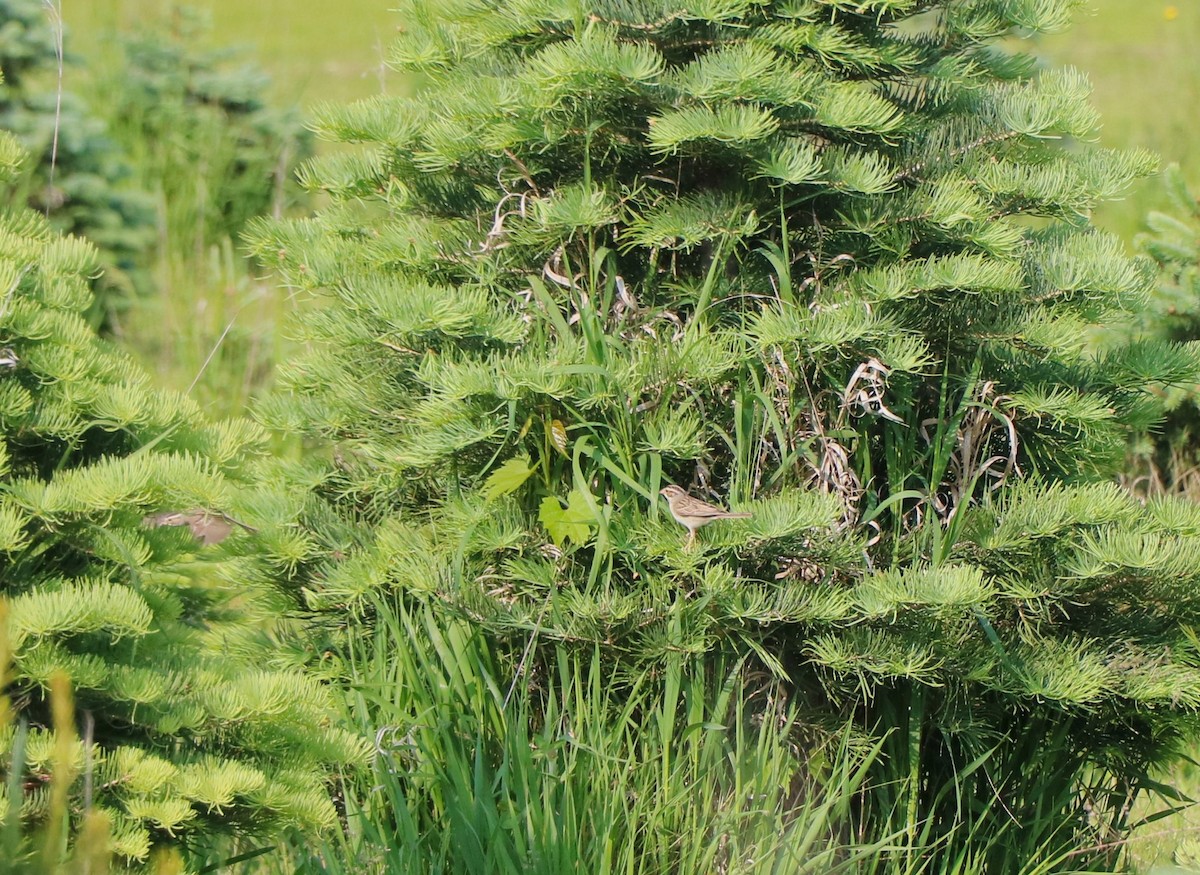 Clay-colored Sparrow - ML636959900