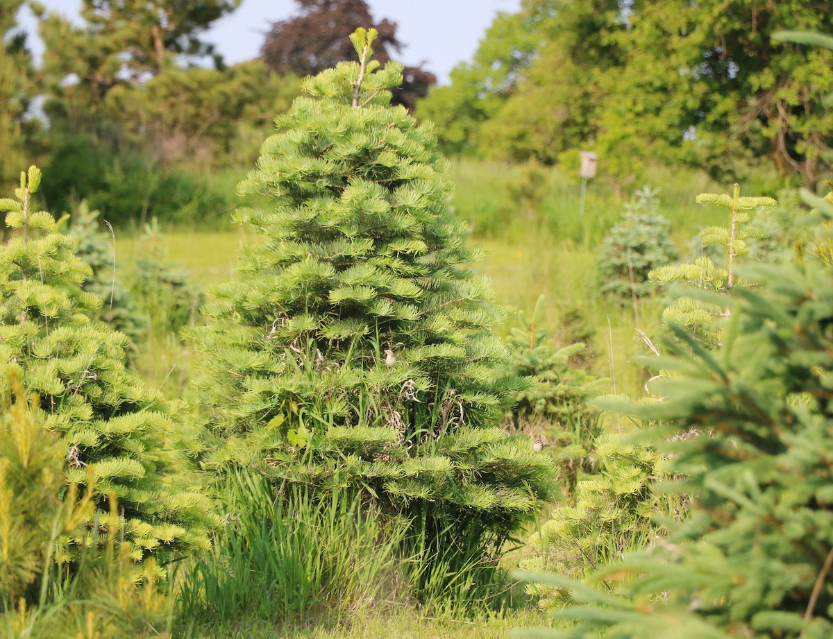 Clay-colored Sparrow - ML636959903