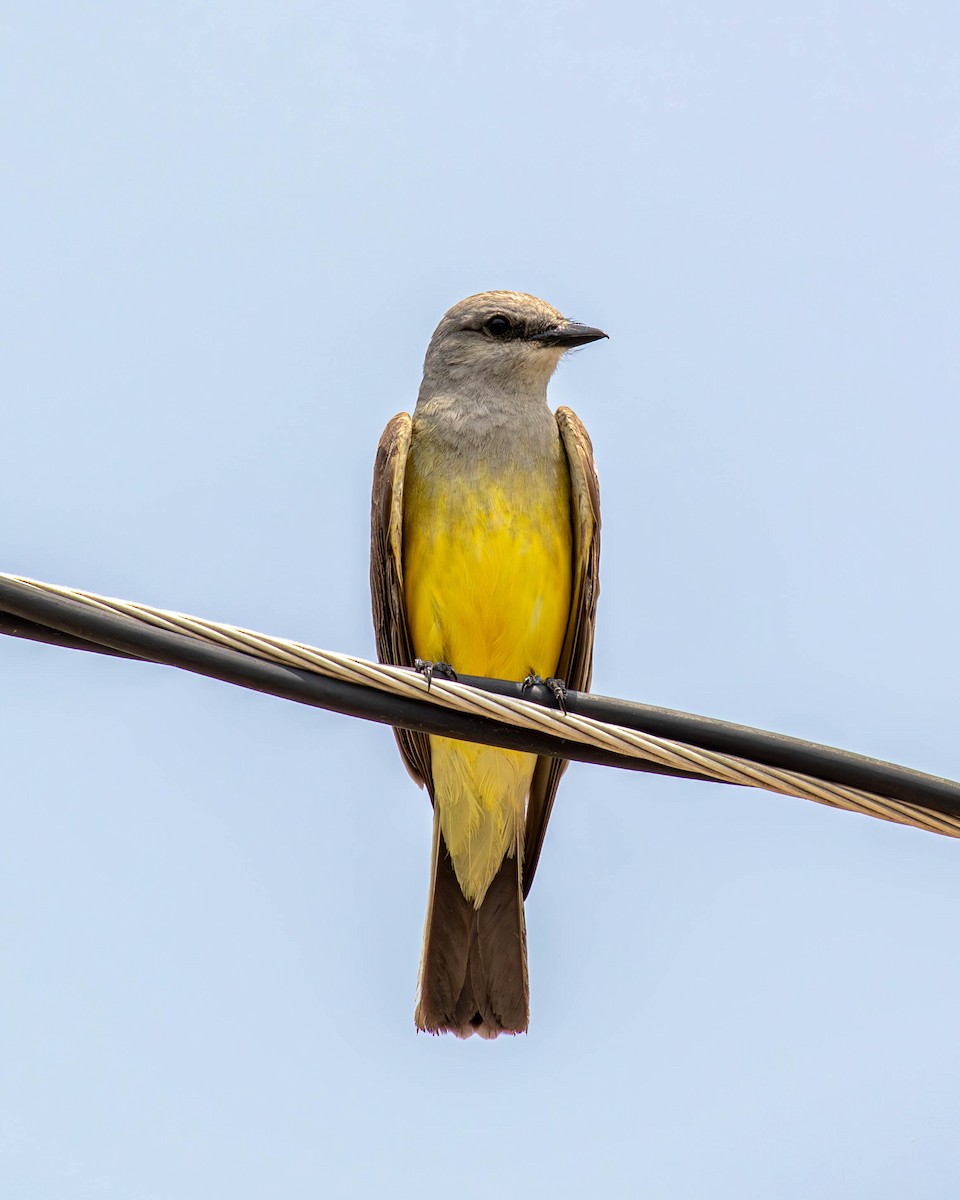 Western Kingbird - ML636959954