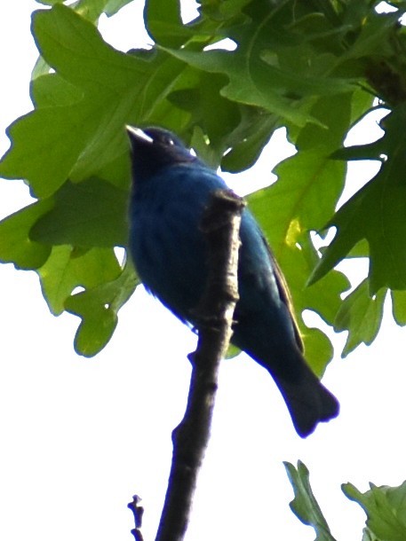 Indigo Bunting - ML636959969