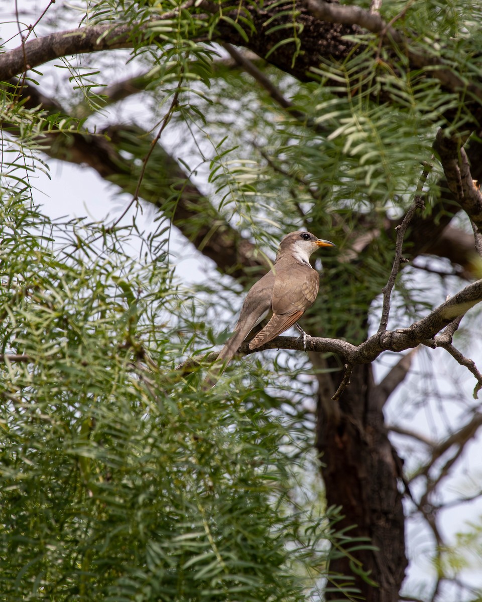 Yellow-billed Cuckoo - ML636959996