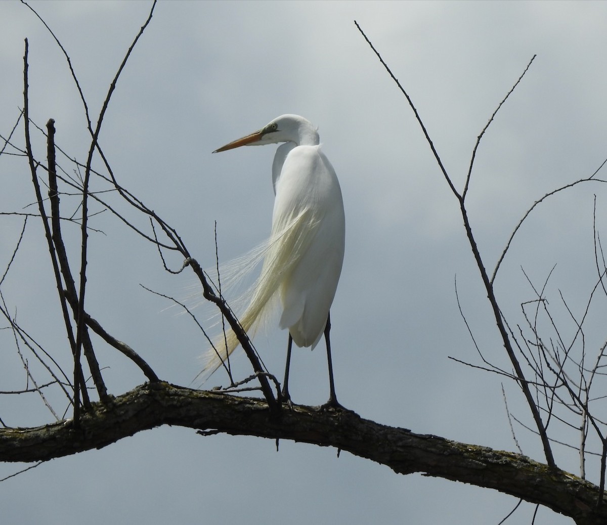 Great Egret - ML636960008