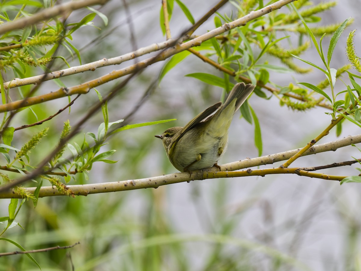 Урианхайн дууч шувуу - ML636960010