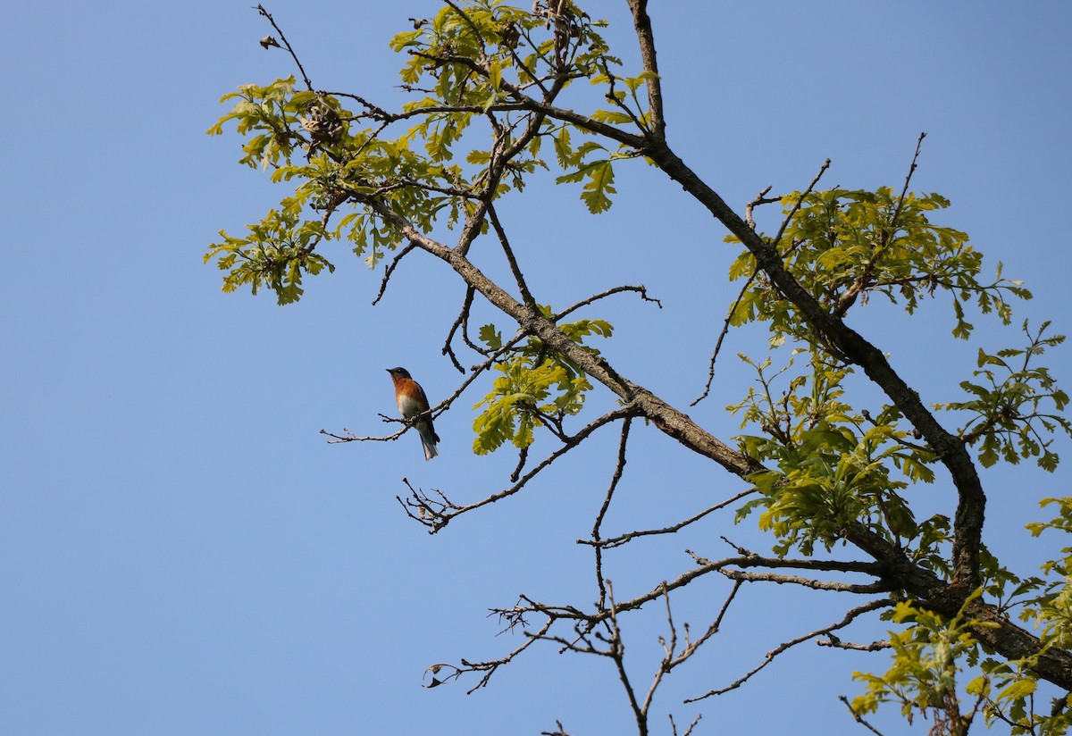 Eastern Bluebird - ML636960013