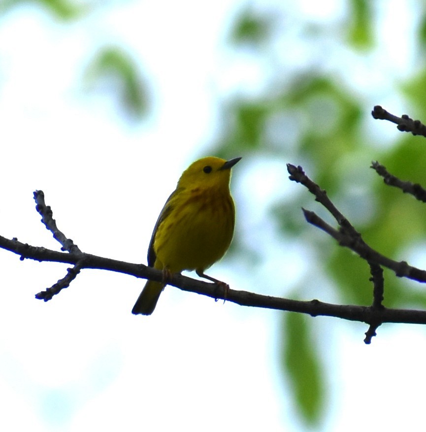 Yellow Warbler - ML636960022