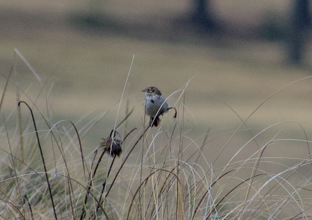 Sierra Madre Sparrow - ML636960032