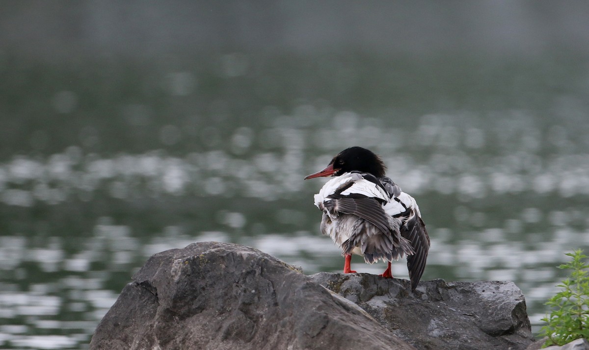 Common Merganser (North American) - Jay McGowan