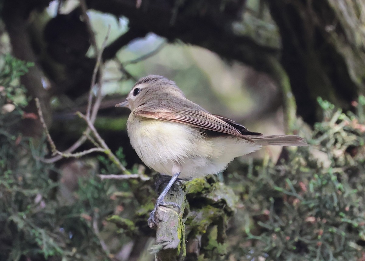 Warbling Vireo (Western) - ML636960130