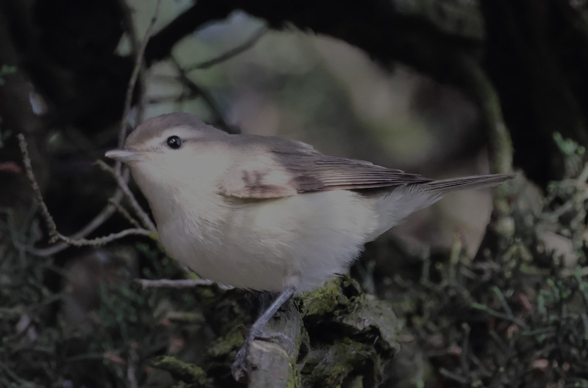 Warbling Vireo (Western) - ML636960141