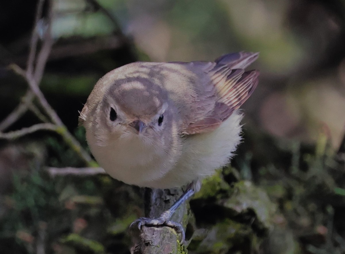 Warbling Vireo (Western) - ML636960142