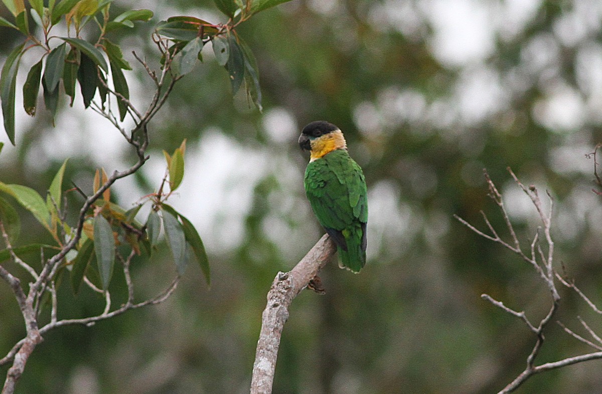 Black-headed Parrot - ML636960181
