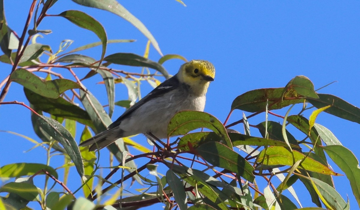 Hermit Warbler - ML636960189