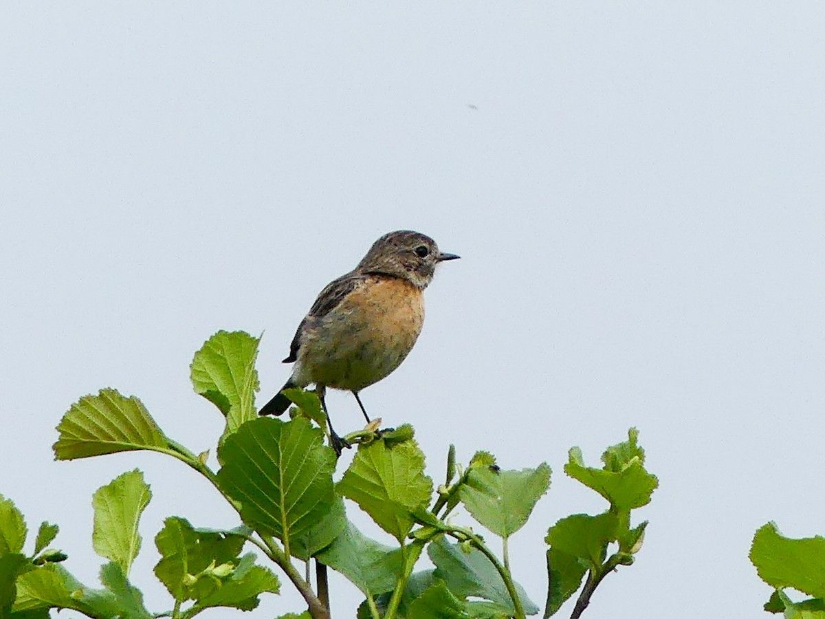 European Stonechat - ML636960194