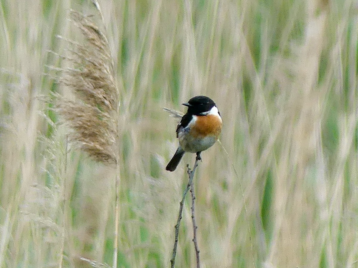 European Stonechat - ML636960195