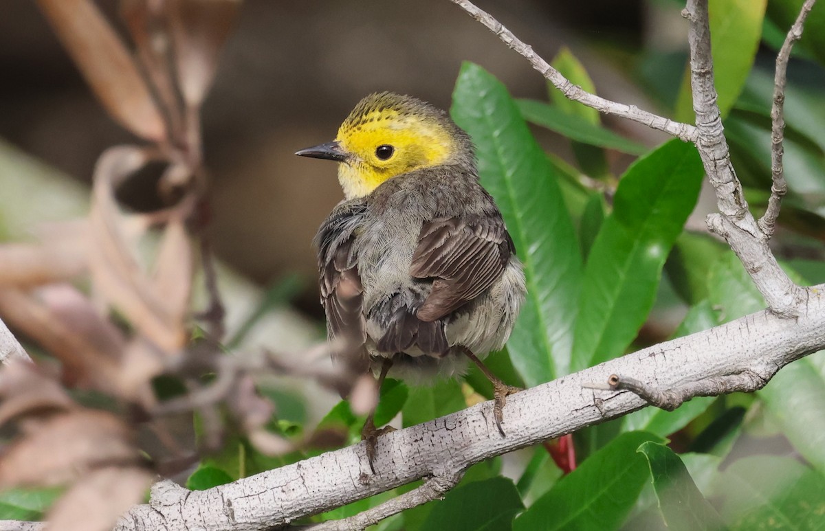 Hermit Warbler - ML636960196