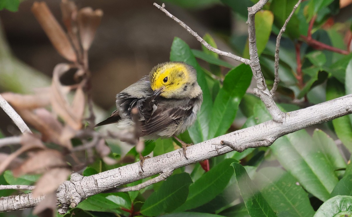 Hermit Warbler - ML636960197