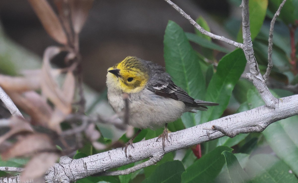 Hermit Warbler - ML636960210