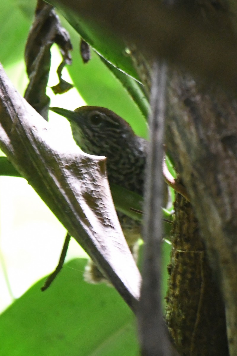 Spot-breasted Wren - ML636960242