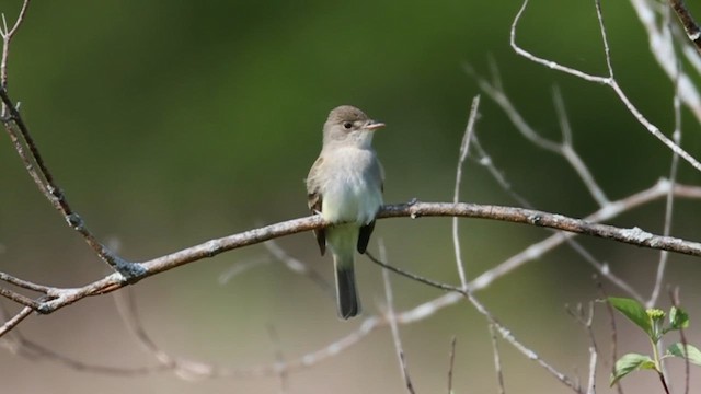 tyranovec vrbový - ML636960280
