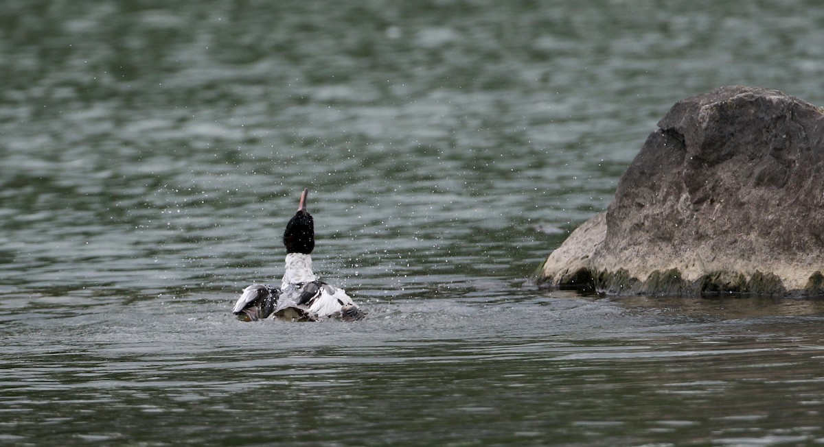 Common Merganser (North American) - Jay McGowan